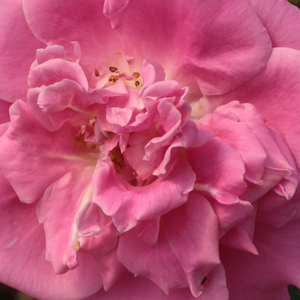 Narudžba ruža - floribunda ruže - ružičasta - Rosa  Diósgyőr - diskretni miris ruže - Márk Gergely - -
